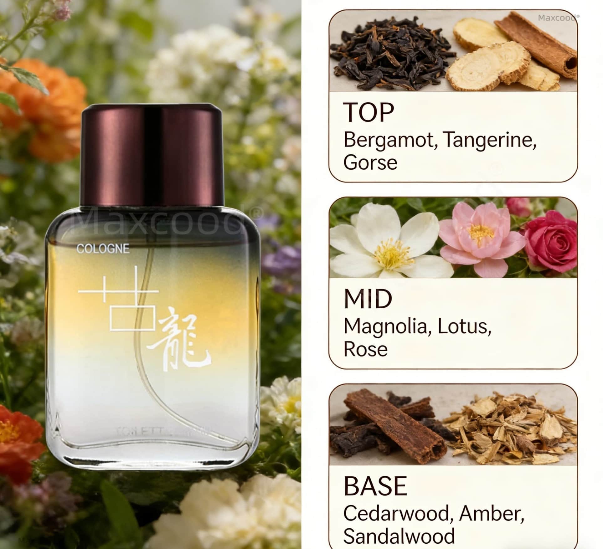 Maxcood A Citrus Męski Perfumo – Fragrance Perfume For Man recenzja i cena
